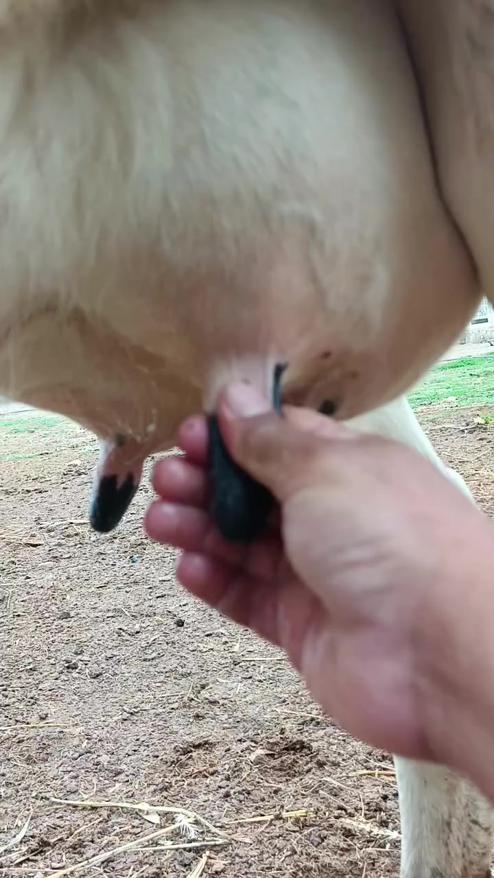 ياالله اللهم صلى على محمد وال محمد
بجر هولشتاين أول بطن ورها عجل و عليه 
عشار شهرين و بعدها حوليه ما بدله ولا سن 
ضمان 4 أيام من كافه شروط الجني تحلب وقتين مكان بغداد أبي غريب شراي يتصل
واتس *********** يرهم مراوس بحلال
*********** يوجد توصيل حسب الاتفاق
