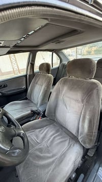 بريميرا • حجم 20 • بدون صبغ