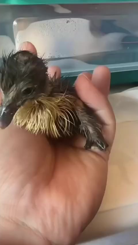 🔹 بالعربي:
فقّاسة أوتوماتيكية سعة 48–50 بيضة متوفرة للبيع
التوصيل مجاني إلى جميع المناطق
سعر الفقّاسة فقط 105,000
للطلب يرجى إرسال رسالة فقط 📩

🔹 بە کوردی (سۆرانی):
مەفقەسێکی ئۆتۆماتیکی ٤٨–٥٠ هێلکەی بۆ فرۆشتن بەردەستە
گەیاندن بێ‌بەرامبەرە بۆ هەموو شوێنەکان
نرخی مەفقەسەکە تەنیا 105,000
بۆ داواکردن، تەنیا نامەیەک بنێرە 📩


**إذا كنت صاحب هذا الإعلان وتريد حذفه لأي سبب، رجاءا أرسل رسالة إلى الدعم الفني**