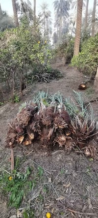 مـتـــــــوفــــر فسائل عمراني + فسائل زهدي عمراني ب 10 الاف الفسيل مع...