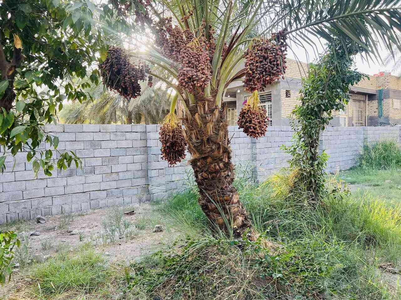 قطعة طابو زراعي سند ٢٥ مساحتها ٦٠٠م مقابل ملعب السايدين  عليها طريق من السده وطريق من السايدين تبعد عن السايدين ٦٠ م  مسيجة ببلوك 
للاستفسار ***********
***********
او مراجعة مكتب أمتار للعقار
