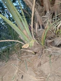 بنت سوده • كنطاره • فسيله
