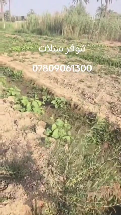 بسم الله الرحمن الرحيم 
افضل المشاريع الاستثمارية ذات المردود الاقتصادي العالي والتي لا تحتاج مجهود كبير. وإنتاج في وقت قصير ....زراعة الزيتون القزمي عالي الزيت خاصة والطلب المتزايد على زيت الزيتون الاصلي .
نوفر لكم ارقى أصناف الزيتون العالمية زيتون كوروناكي اليوناني واربكوين الاسباني التي أثبتت نجاحها وإنتاجها في أغلب مناطق العراق.كما نوفر الاستشارة عن أي شيء يخص زراعة الزيتون.
لطلب الشتلات  *********** واتساب ماسنجر 
يوجد توصيل لجميع المحافظات
