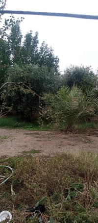 خانقين جبراوة • ١٠٠٠م • بستان زيتون ورمان