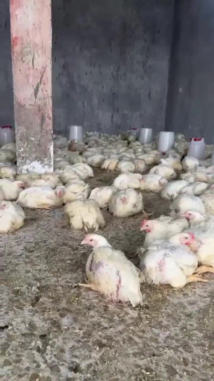 تم افتتاح مجزرة دجاج العائلة


**إذا كنت صاحب هذا الإعلان وتريد حذفه لأي سبب، رجاءا أرسل رسالة إلى الدعم الفني**