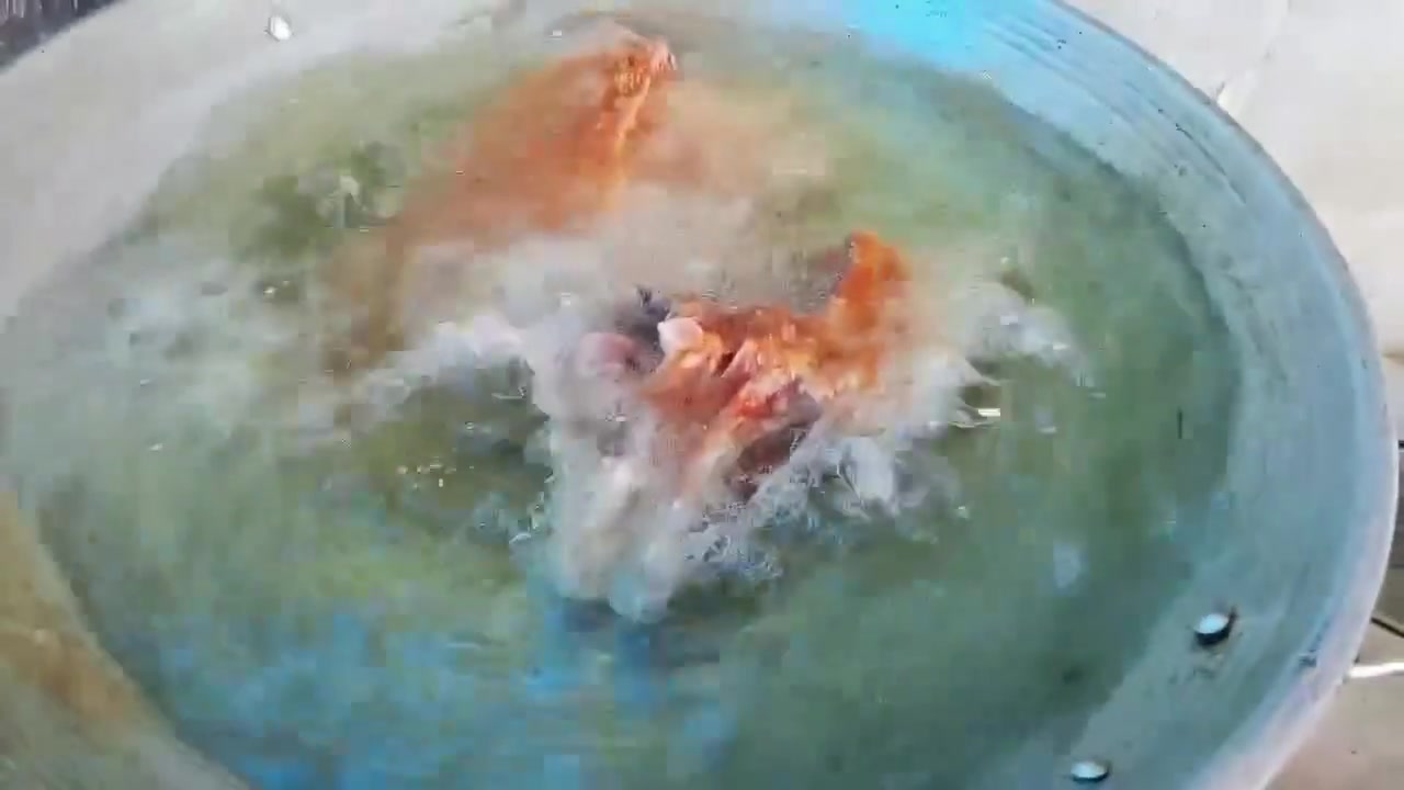 🔥 عرض خاص لأهل بسماية فقط 🔥
🐔 دجاج طازج بسعر الكيلو ب3350
متوفر سمج حي كيلووب٥٥٠٠ متوفر سمج قلي 
📞 للحجز والاستفسار (واتساب): ***********
🚚 توصيل داخل بسماية
