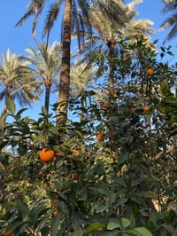 خواني دونم مزوع ومسيج BRC جبهة الدونم 50×50كلش حلو سعر الدونم 33مليون ...