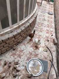 ٣ دجاجات • ١١ طير • طيور صغار