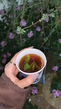 ياسمين أزرق • نباتات