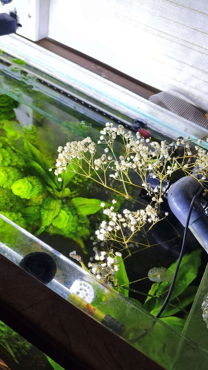 سلام عليكم. حوض للبيع
الحوض   يحتوي ع نباتات. موضحه بصور يحتوي ع 12قطعه سمكه دانيو. و2قطعه كوبي. 1قطعه انجل 2 قطعه اكلات طحالب يحتوي على شرمب بس ماعرف العدد بضيط رمل ارضيه منضومه سامب حترافي كامله   شغل الاستاذ علي طالب  مضخه هوه ومضخه ماء هيتر اصلي ستيل مع ميديا وفحم نشط وديباجج
ثنين اناره الحوض  ويا بكتريا نافعه واسمده وفيتامين للنباتات من دكتور تانك يحتوي على خشب متحجر واحجار القياسات موضحه متر العرض نزال 40 رتفاع 58. جام 10مم. مع رباطات 10مم

السعر 275 كامل مع السامب ولاسماك وكل المحتويات مكاني بغداد قضاء الحسينيه 
***********
