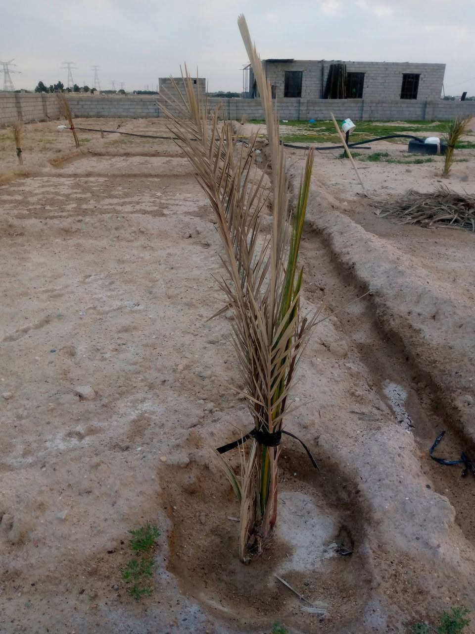 مكلف بالنشر هذا رقم راعيه ‏‪***********‬‏  
دونم زراعي مسيج بلوك بناء جديد بية بير ارتواز كهرباء ومزروع بية نخل وجت مكانه طريق الخور سفوان يبعد عن التبليط مسافة كيلو سعرهن 26 مليون وبية مجال قليل
