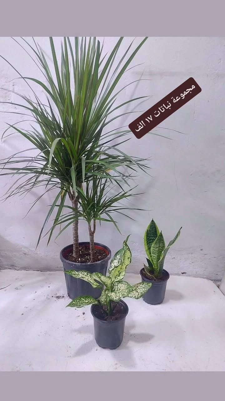 نباتات طبيعية للبيع هولنديه يوجد توصيل جميع محافظات


**إذا كنت صاحب هذا الإعلان وتريد حذفه لأي سبب، رجاءا أرسل رسالة إلى الدعم الفني**