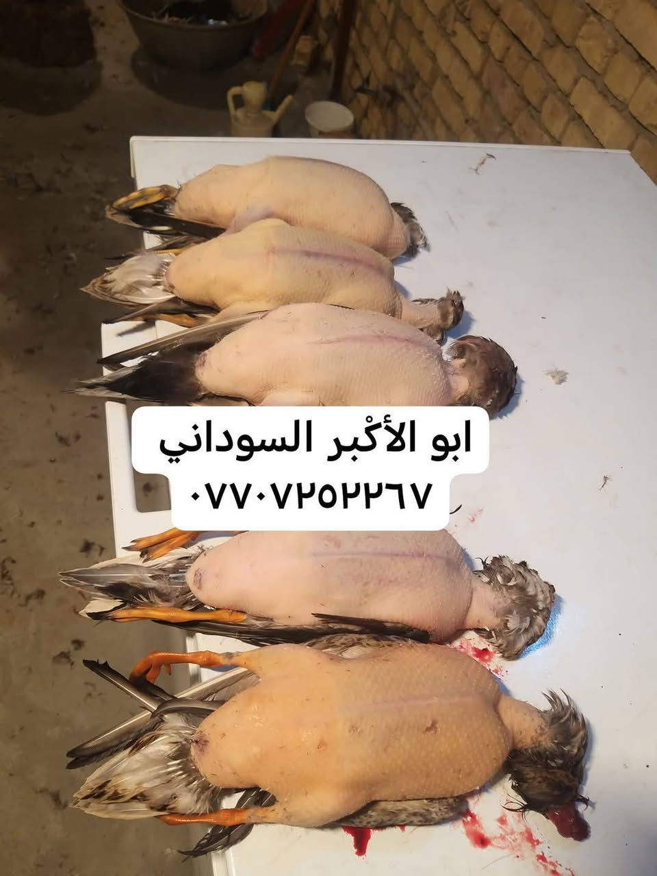 سلام عليكم ***********
رجعت البراري من جديد في سنه جديد مثل ما عودناكم نضافة مصداقيه نبيع طيور مال دوشه ذمتنه لارمي ولاسم لا قضايه غير شرعيه وصلت وجبه جديد طيور حره 

حذاف زوج ١٥

خضيري 

هربان 

بربش  

فقط الاسعار طيور مختلفه لو خاص لو اتصال *********** ليس لدينا فرع اخر ولا محل اخر فقط محلي داخل البيت 

العنوان ميسان العماره الماجديه قرب تمثال تسواهن توجد خدمه تواصيل @إشارة
