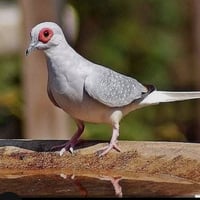 الطائر الملكي • طيور • بيع طيور • طيور للبيع • طائر زينة • زوج طيور • ...