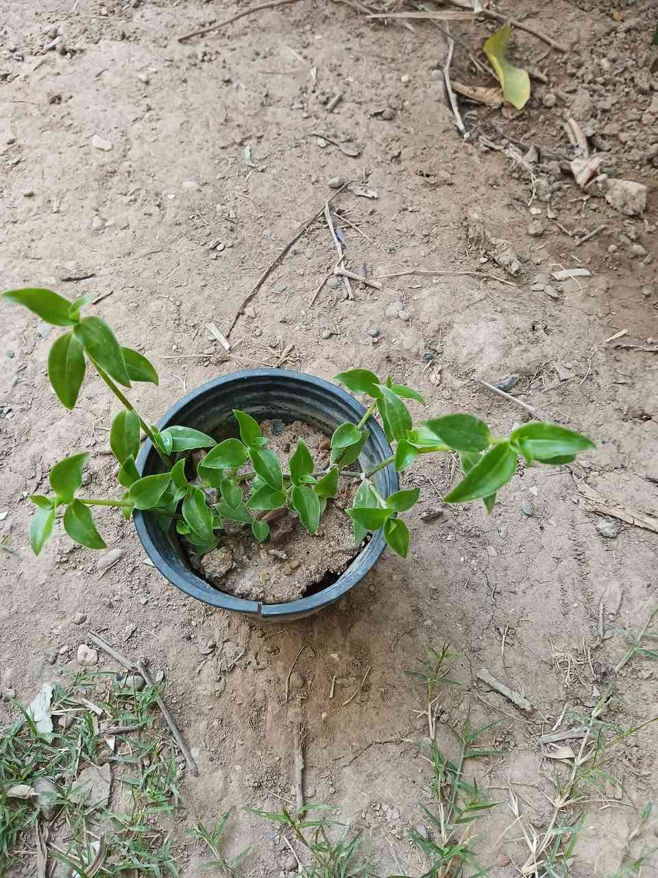 مرحبا  .
عندي هذه المجموعة من النباتات للبيع وبأسعار مناسبة .
الشراي يتواصل معي على الخاص لطفا .
مكاني كركوك .


**إذا كنت صاحب هذا الإعلان وتريد حذفه لأي سبب، رجاءا أرسل رسالة إلى الدعم الفني**