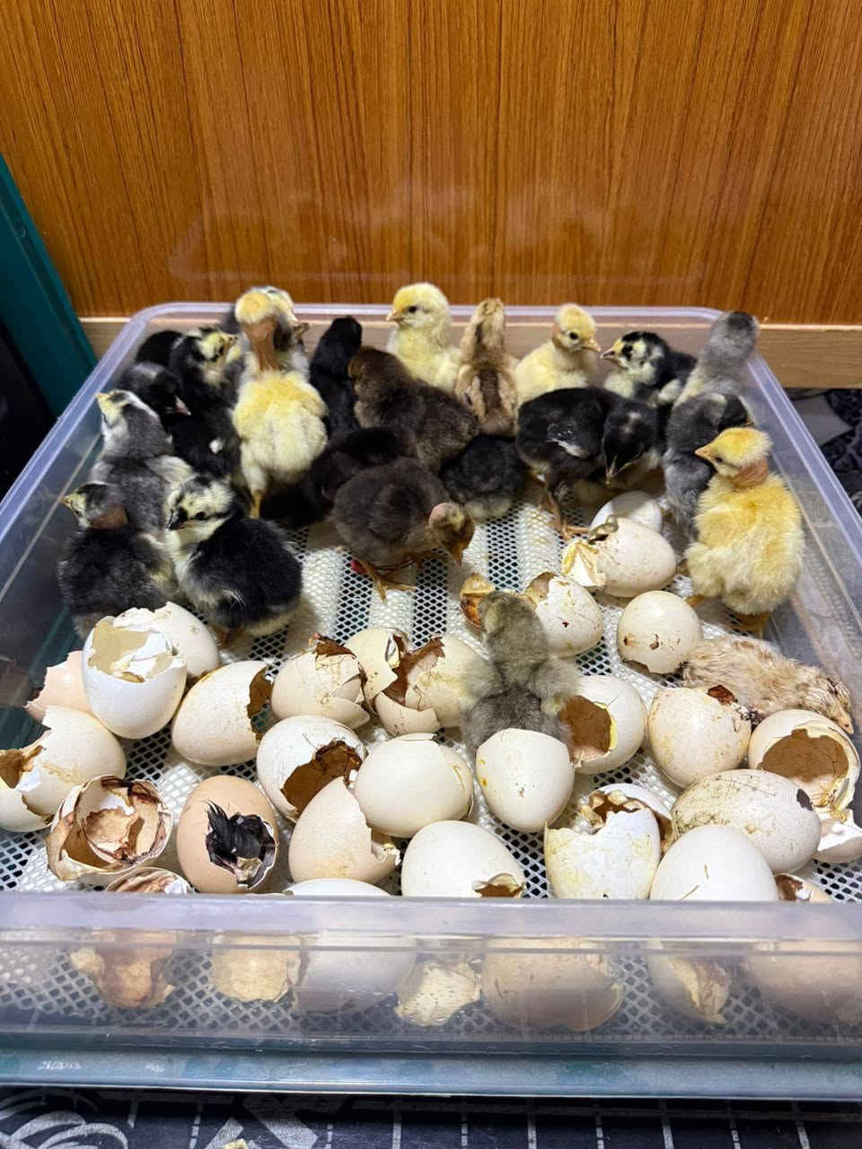 للبيع فقاسه اوتوماتيك ضمان تفقيس تاخذ 60بيضه 
السعر100وبيه مجال قليل


**إذا كنت صاحب هذا الإعلان وتريد حذفه لأي سبب، رجاءا أرسل رسالة إلى الدعم الفني**