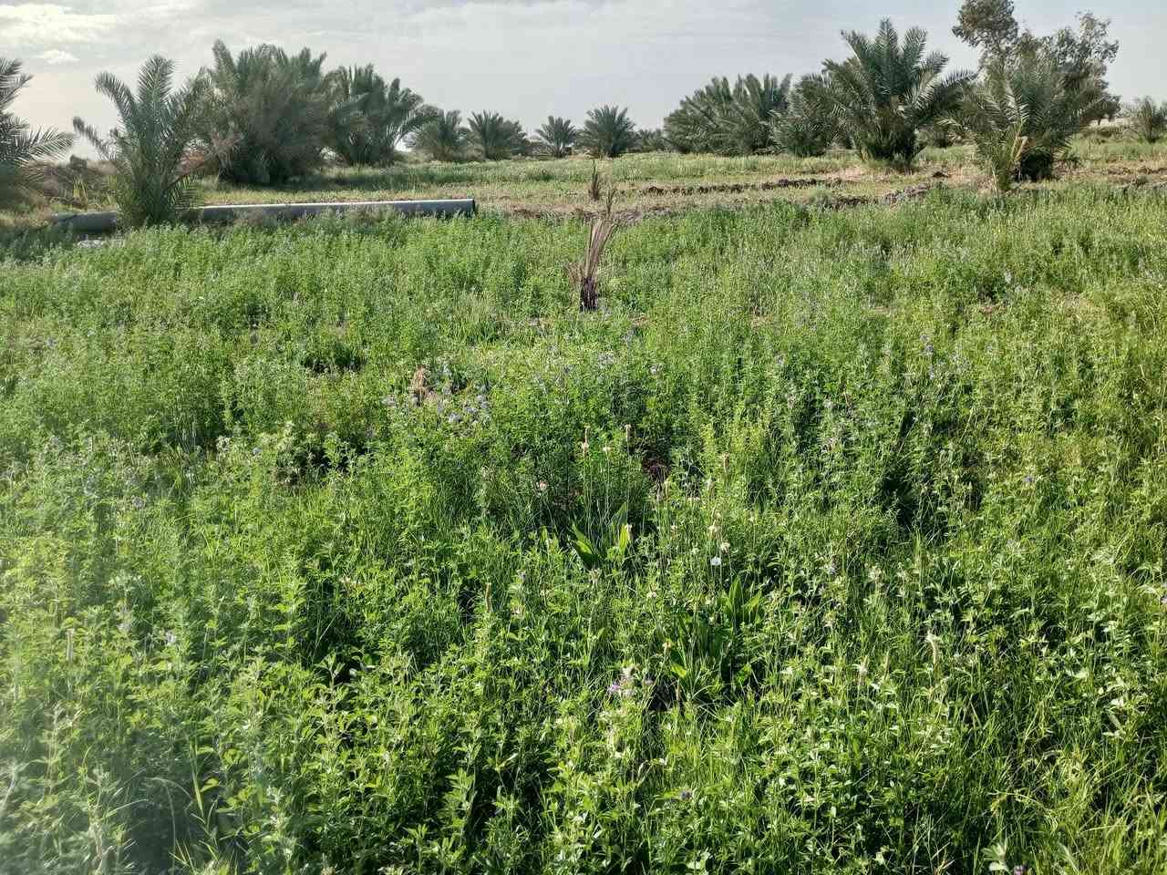20دونم للبيع عقد 35تبعد عن شارع 800متر  بيه بيت وحقل 250نخله تبعد عن ماء الساله
300متر  ماطور سكي غطاس  وكاز  ***********

