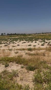 دونم • جسر الفرنسي • طابو زراعي