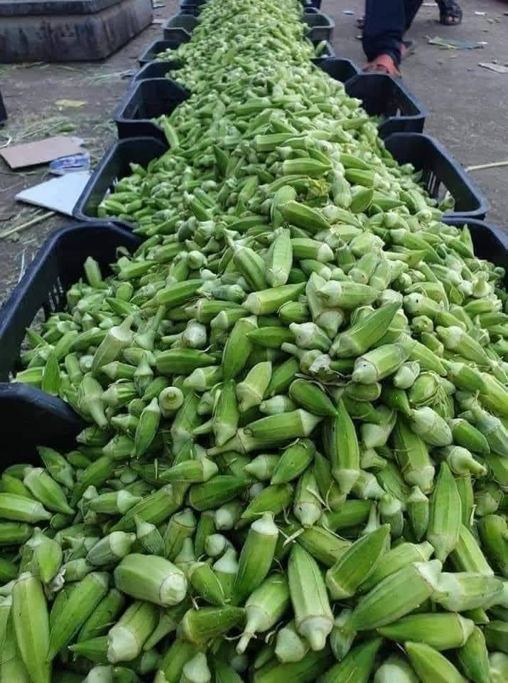 يوجد بذور باميه للبيع متعهده بنت القوطيه ولوبيه يطالي ستندر
أنتاج مثل البلصوره عمرها 40يوم تنتج علوها شبر مشرحه 
لون الغنص اخضر فاتح درجه اوله ضمان شرط الحوي 
*********** 
يوجد توصيل كافت المحافضات
