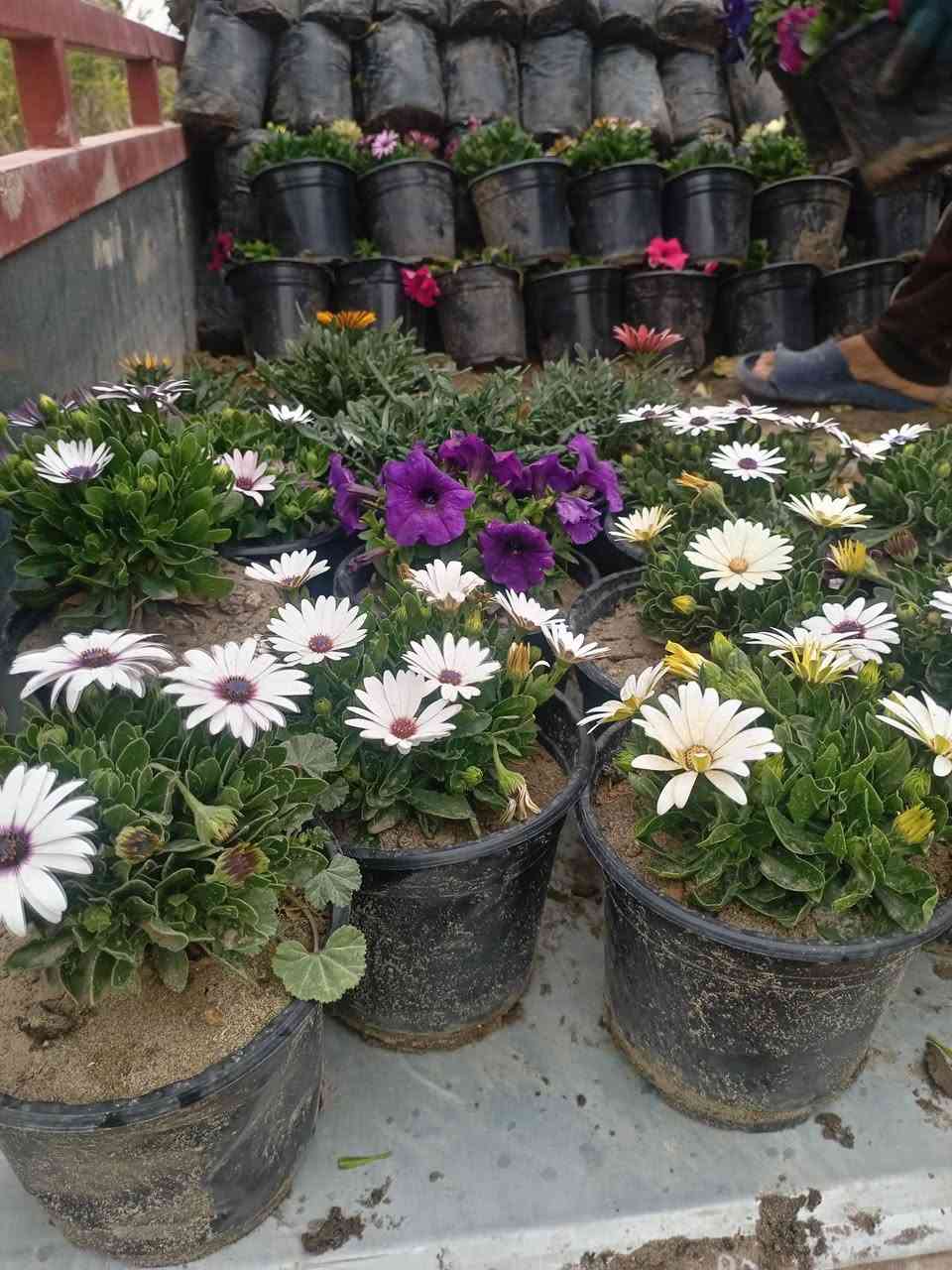 تم بحمد الله وصول انواع متعدده من الاشجار المثمره ( تين،رمان ،تكي ،برتقال،نومي حامظ ،لالنگي ،رارنج ،نبك تفاحي ،جوري سلطاني ،حنه بصراوي ،اكاسيا مصري ،كابرس ،كالبتوز وغيرها)  مع توفر خدمه توصيل مجاني داخل البدبر


**إذا كنت صاحب هذا الإعلان وتريد حذفه لأي سبب، رجاءا أرسل رسالة إلى الدعم الفني**