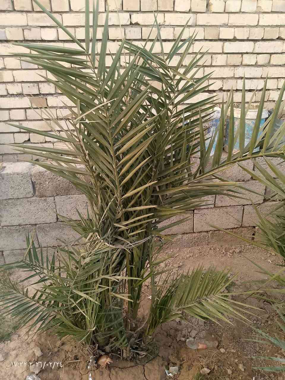 السلام عليكم عندي نخل برحي الي يريد يراسلني أو يخابر ***********
