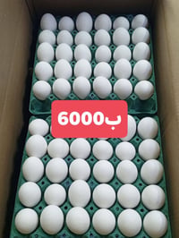 صباح الخير ليوم البيض ب6000 شركة الصراف يوجد خدمة توصيل 🚚 07815181200
