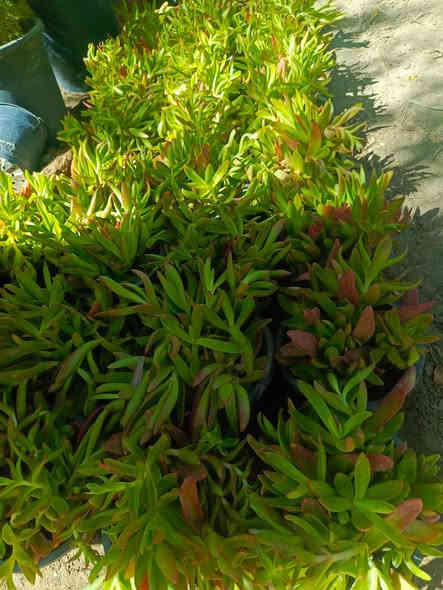 للحجز والاستفسار واتساب‏‪***********‬‏
يوجد توصيل داخل النجف والكوفه
