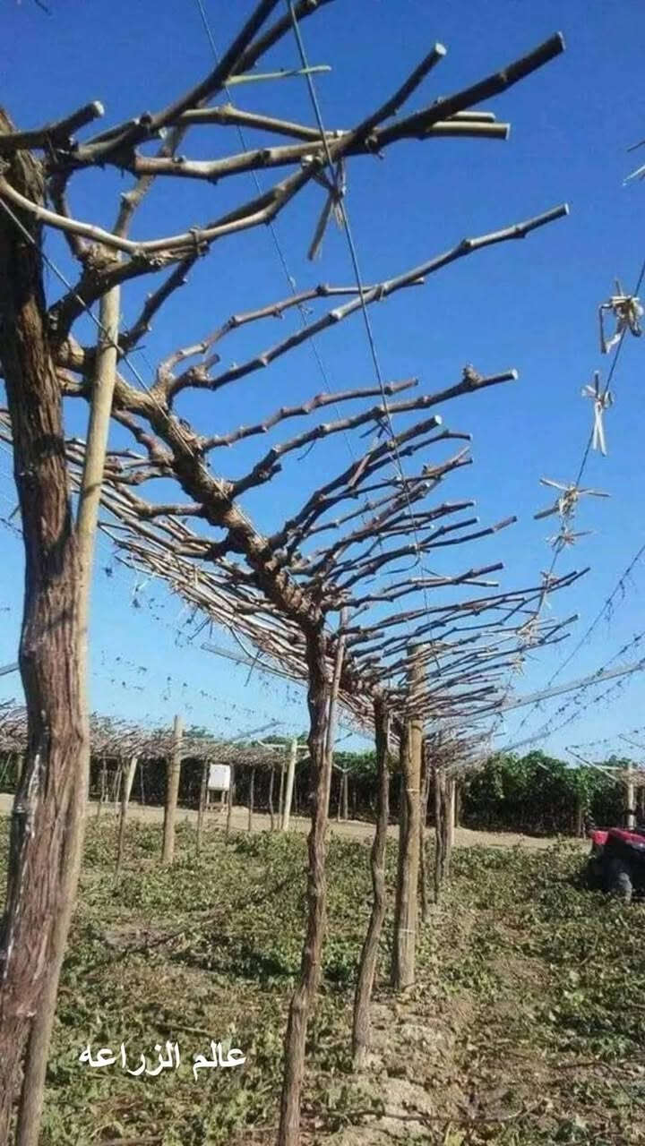 سلام عليكم يوجد كادر تقليم انواع الفوكة شقل رقم واحد التصال *********** خابر تدلل 🪾
