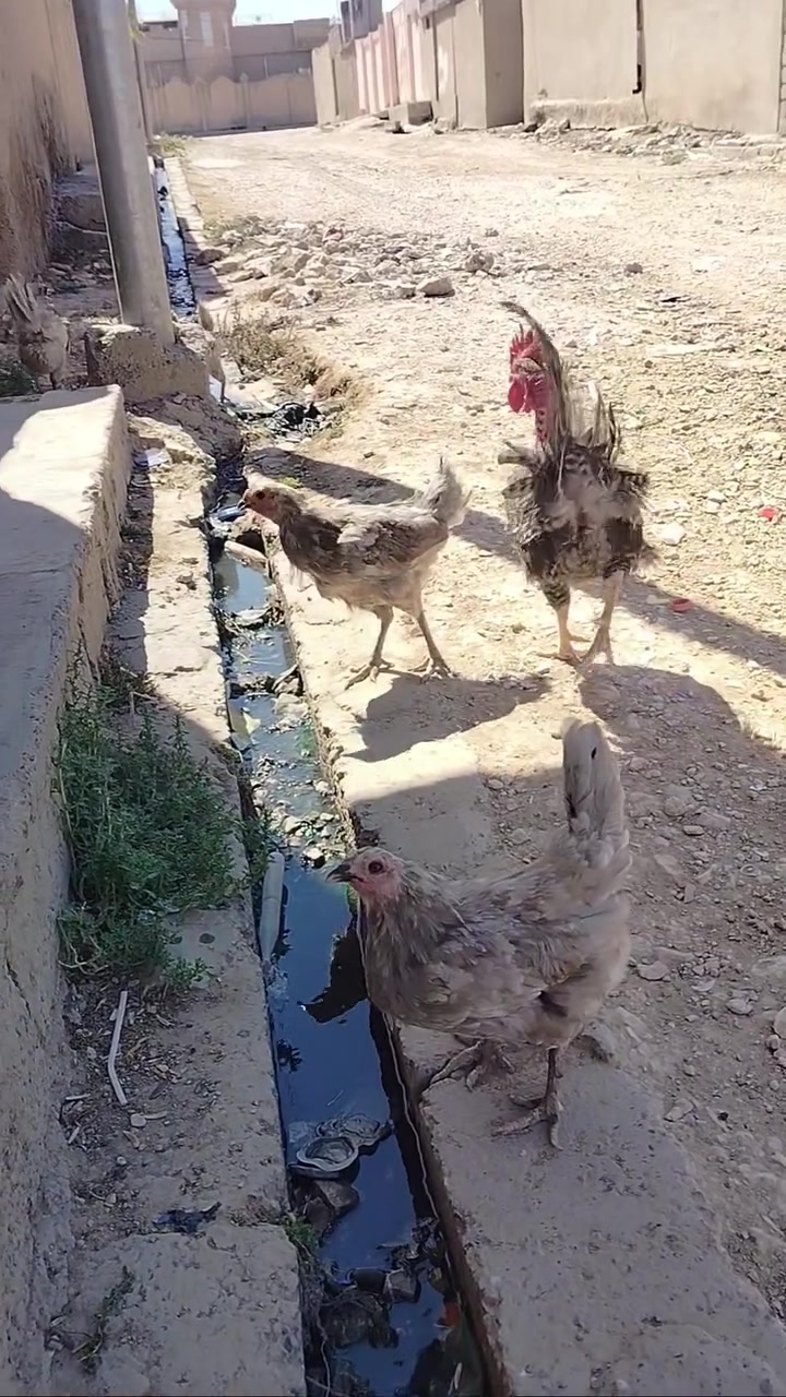 للبيع ***********
