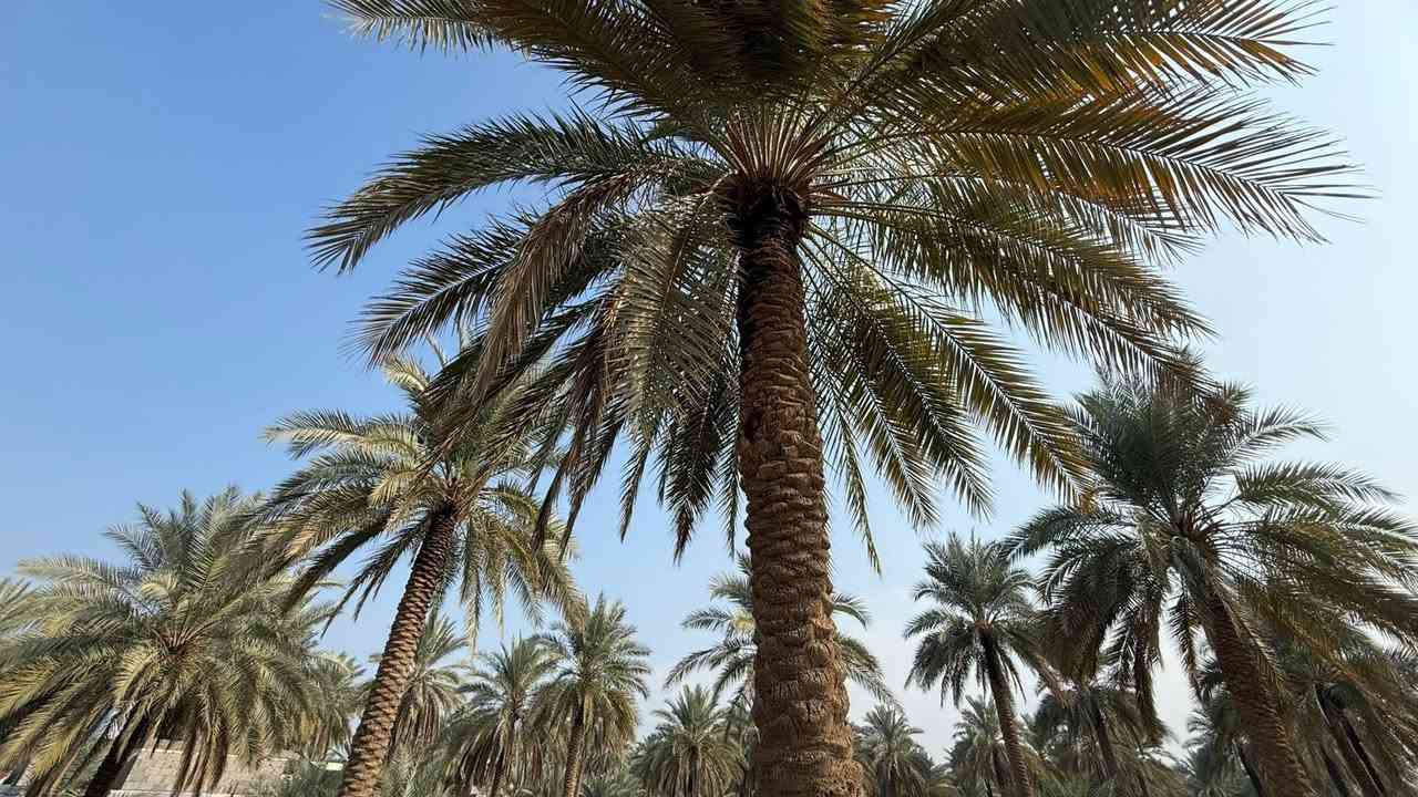 قطعة ارض مساحة ٦٢٥ربع دونم طابو سند ٢٥
طريق بغداد عامود ٣٠٠ تبعد عن الشارع العام ٢٠٠ م

ارض مخدومة وكافة الخدمات ماء كهرباء مجاري وقريباً تبليط 

للاستفسار 

***********
