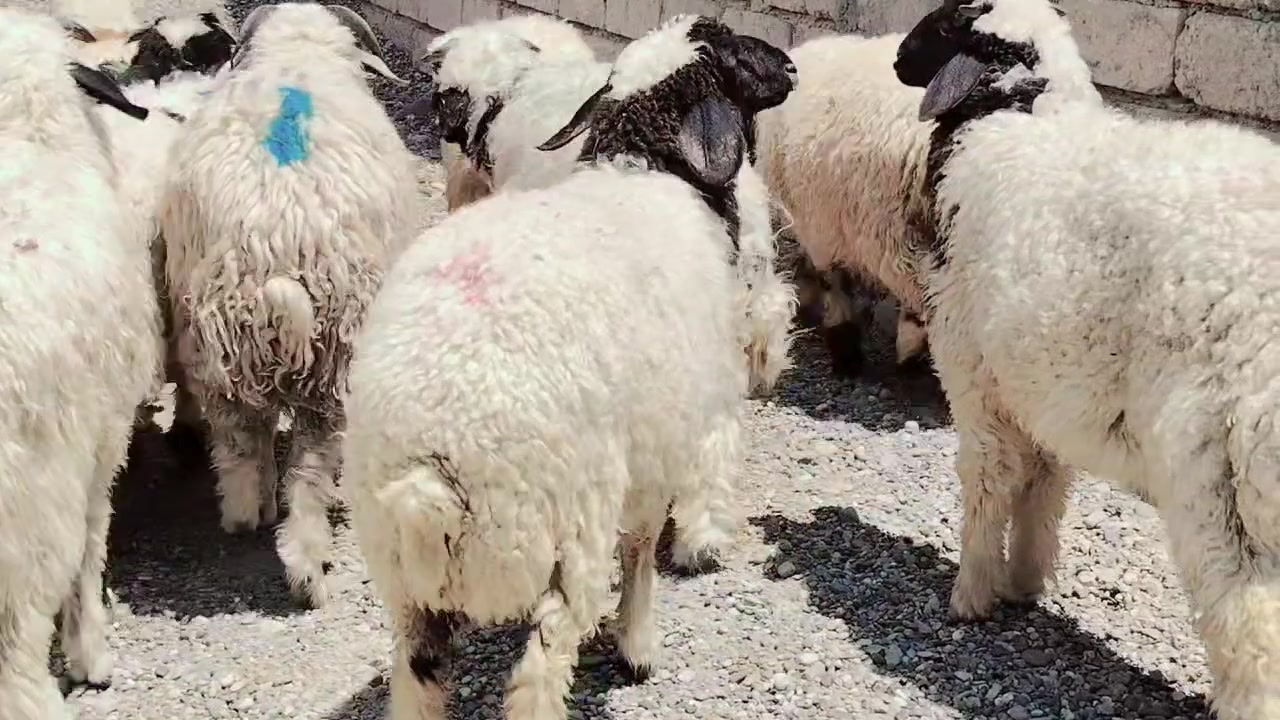 من رخصت الأدمن
اخوان للبيع طليان العدد 10 +فطايم العدد 3 طليان ناصحات شرط النصاحه تريدهم ربط او ذبح درجى أولى ابيع شلع مكاني صلاح الدين بيجي للاتصال *********** /***********
