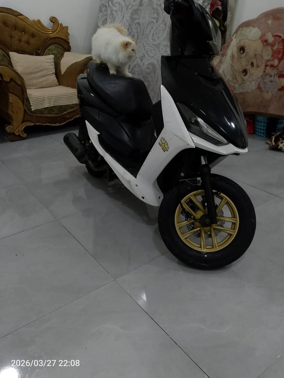 يِّأّ لَلَهّـ سِـلَأّمً عٌلَيِّکْمً وٌرحًمًةّ أّلَلَهّـ
للبيع دراجه اف س 

✓دراجه كلش نضيفه ومرتبه 

✓تخم تاير جديد 

✓وتخم ويل جدد 

✓وكابريتر جديده 

✓وشوته جديده 

✓وقبق كلاجت جديد 
✓مكينه جديده ممفتوحه وناعمه 
✓وسلف جديد 

✓وعرموطه وراجز مال هندر جديد 

✓دراجه كامله 

✓سرعه» 120 «🚀🚀

✓شلعه ومعدل خير من لله 🚀

✓دراجه نضيفه وحلوة 

✓لشراي يتصل عله رقم ويدلل 

✓~((***********))~

✓((السعر ب» 300)) «~

✓عنواني بغداد الاعلام الشباب خاص مفوتح
