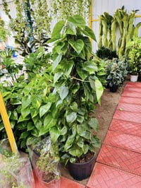 نباتات طبيعيه • خانقين ديالى • توصيل محافظات