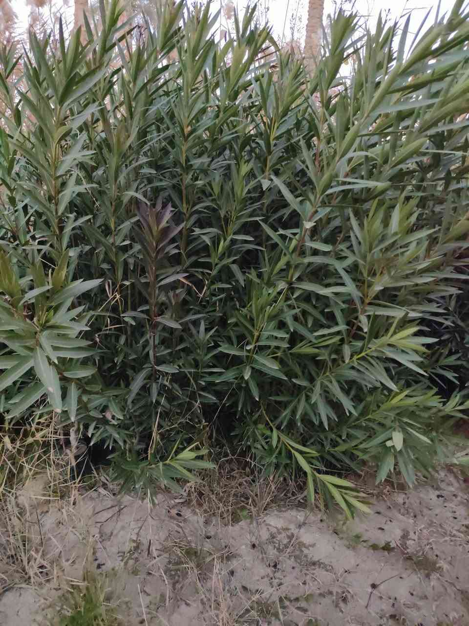 حمضيات وتكي الماني وتكي كندي  وتين تركي وبني مسلم وتفاح كوفي***********
