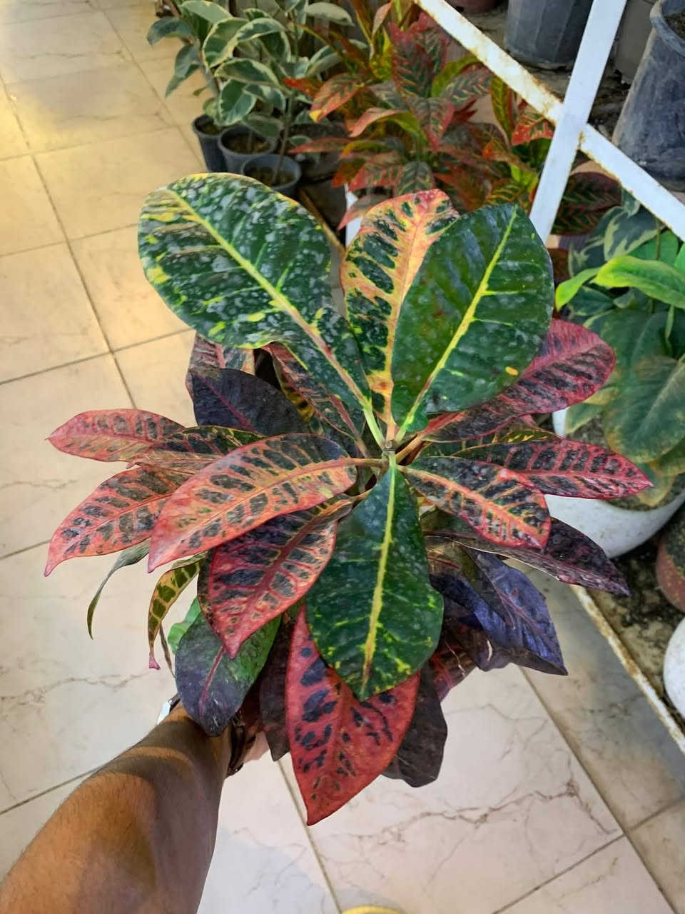 مشتل الشارودي
يتوفر لدينا جميع النباتات داخلية 
واسعار كلش مناسبه 
يتوفر لدينا خدمه توصيل 
للاستفسار ***********
