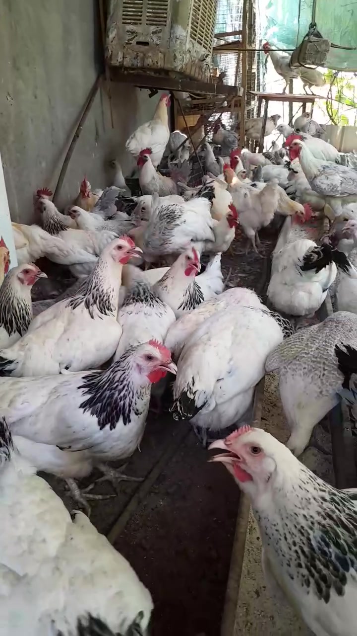 السلام عليكم
من رخصة مدير الكروب.     ،،،،
يتوفر دجاج نوع سوسك انكليزي عمر الدجاجه ٥ أشهر ونص توهن مبشرات يبيضن صحتين خير من الله ماخذات كل القاحات  سلاله اصليه مالات محميه سعر الزوج ٣٠ الف للستفسار التصال على *********** ملاحضه اكو دجاج فضي زغار وياهن نباع ماموجود بس السوسك
