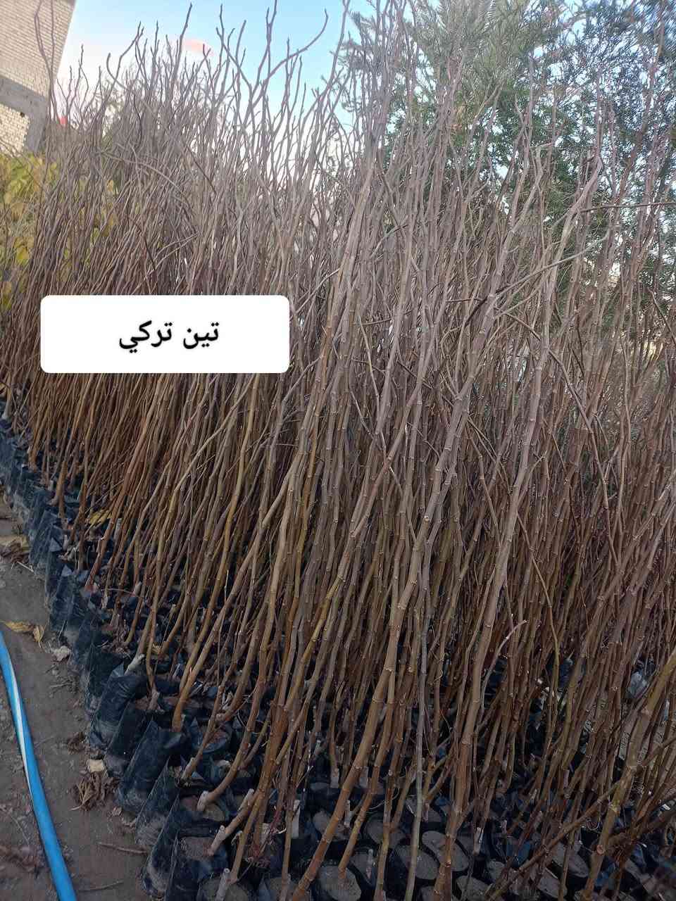 مشتل كرار الزراعي      الاسعار جمله فقط 
يتم تجهيز كل محافظات العراق 
يتوفر 
تكي الهندي سلبوحي لون أبيض واكو احمر حجم سندان 24 ارتفاع شتله 4متر وأكثر سعر 7٫000
تفاح كل الاصناف شلاع تغليف ليف ارتفاع شتله مترين ونص ع 3متر سعر 3٫500
تين بني مسلم الأسود ارتفاع شتله متر ونص سعر 3٫500
تين صنف عرموطي امايات سعر 10٫000
تين تركي ارتفاع شتله مترين ونص واكثر سعر 4٫500
نومي حامض شهيري محمل سعر 5٫500
رمان يمني سعر 2٫500
كوجه   مشمش  تكي كندي  عرموط كل اصناف كله ارتفاع شتله مترين ونص ع 3متر سعر 3٫500
سعر واحد 
تكي الشام 4٫000
عنب حلواني ترقيد حجم سندان 24 سعر 6٫000
تكي الهندي سلبوحي تغليف ليف ارتفاع 5متر سعر 6٫000
تحياتي الكم احبتي متابعين 
العنوان بغداد الكريعات يم وقف سني 
واتساب ***********
