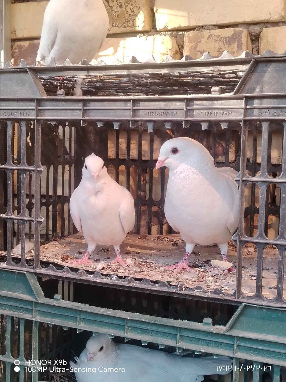 10 ازواج ارافل للبيع امشكل صلم ومكعكل ولعمار مختلفه اكبار وزغار الزوج 12 الف ناصريه مركز ***********
