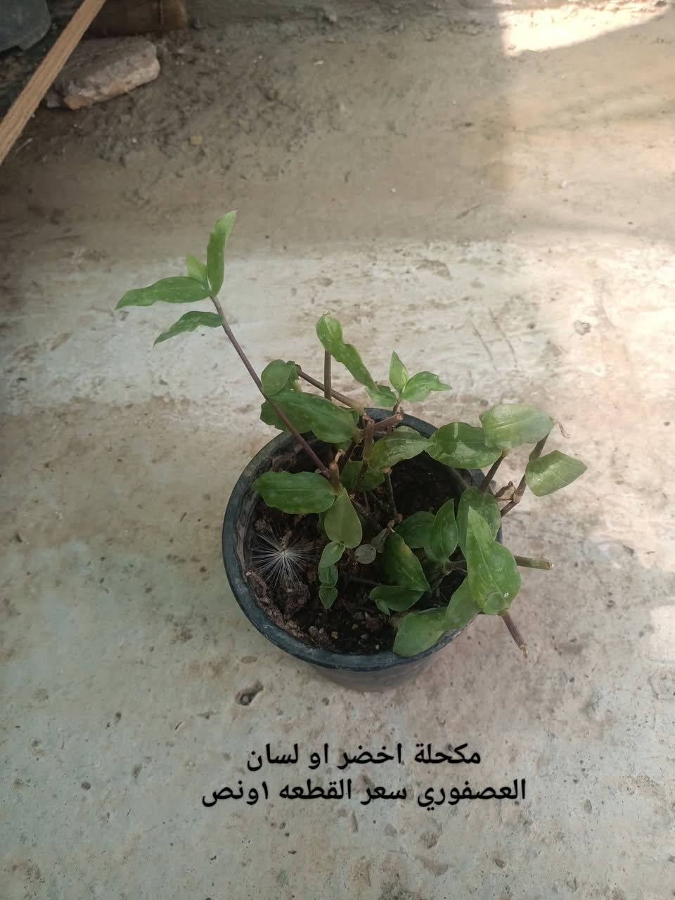 بسم الله الرحمن الرحيم
اخر ما تبقى من الوجبة وبعض النباتات الجديدة 
العنوان موصل حي السماح الثانية قرب مدرسة الامام الزهري 
يوجد لدينا توصيل ايمن أربعة ايسر ثلاثة 
للمزيد من المعلومات والتفاصيل التواصل على الخاص او اكتب تم واجيك خاص او قم بارسال طلب صداقه


**إذا كنت صاحب هذا الإعلان وتريد حذفه لأي سبب، رجاءا أرسل رسالة إلى الدعم الفني**