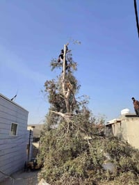 قطع شجار • نخيل مجاني • بغداد