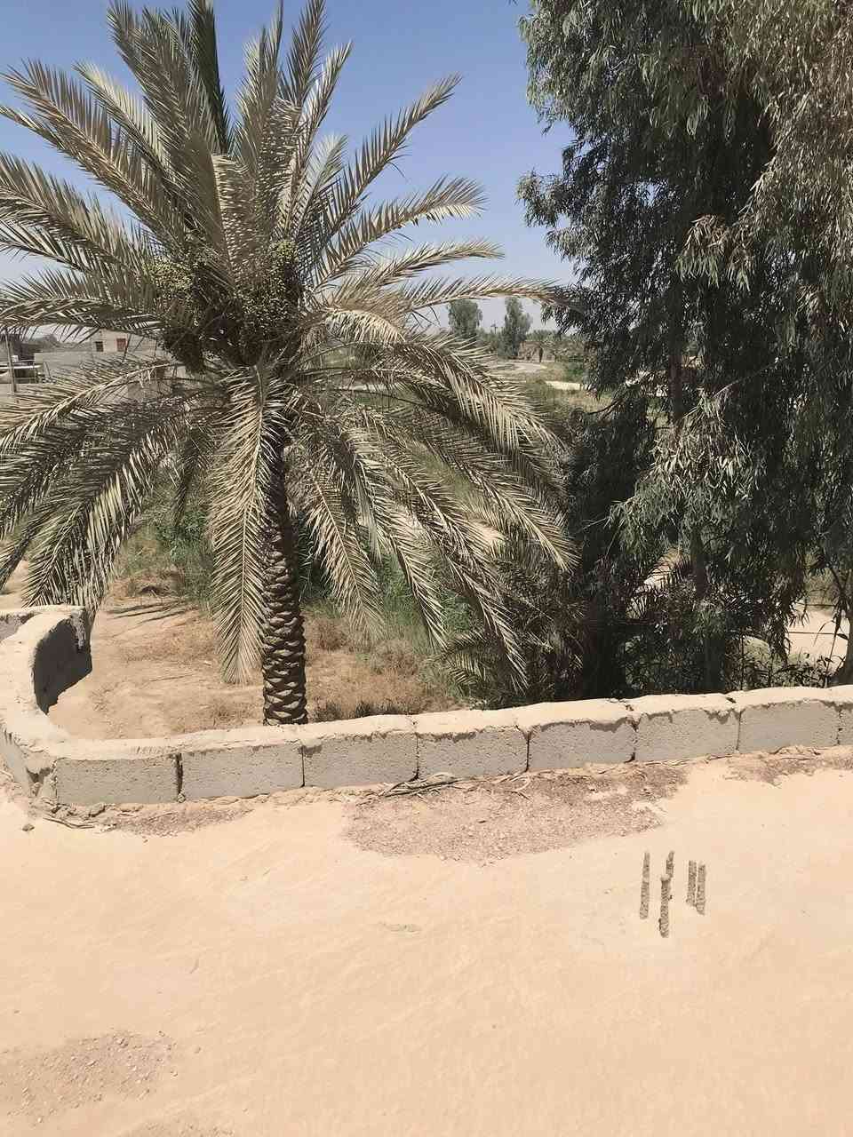 السلام عليكم
بستان 
بيع او مراوس
مساحة  دونم مع هيكل مسقف تحت البناء ٣٢٠ متر طابو زراعي تحويل اسهم بأسم المشتري تبعد  عن شارع العام كربلاء طويريج تقريباً ١٠٠٠ متر من جهة سايد الدخول وعن شارع الابراهيمية وقناة كربلاء ١٠٠٠ متر وعن الامام ١١ كيلو متر اسم المنطقة الدخانية الغربية للاستفسار الاتصال على الرقم 
***********
