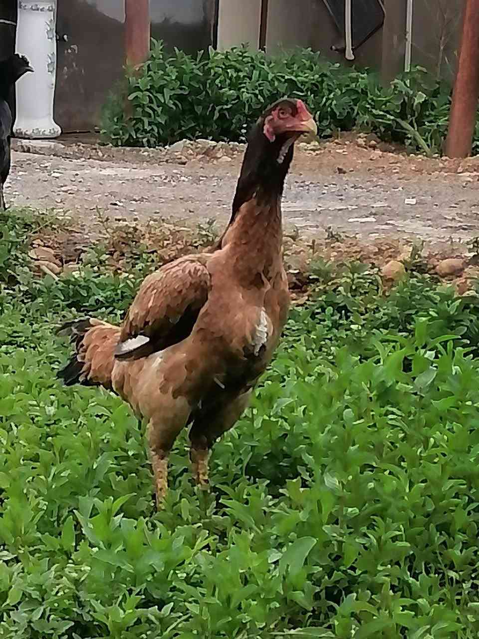 دجاجات هندي رقم واحد السعر اذا ثنينهم 50 
وذا وحدة 30🔒
ملاحظة الديك مو للبيع فقط دجاجتين هندي
مكاني النمرود قرية الجرف


**إذا كنت صاحب هذا الإعلان وتريد حذفه لأي سبب، رجاءا أرسل رسالة إلى الدعم الفني**