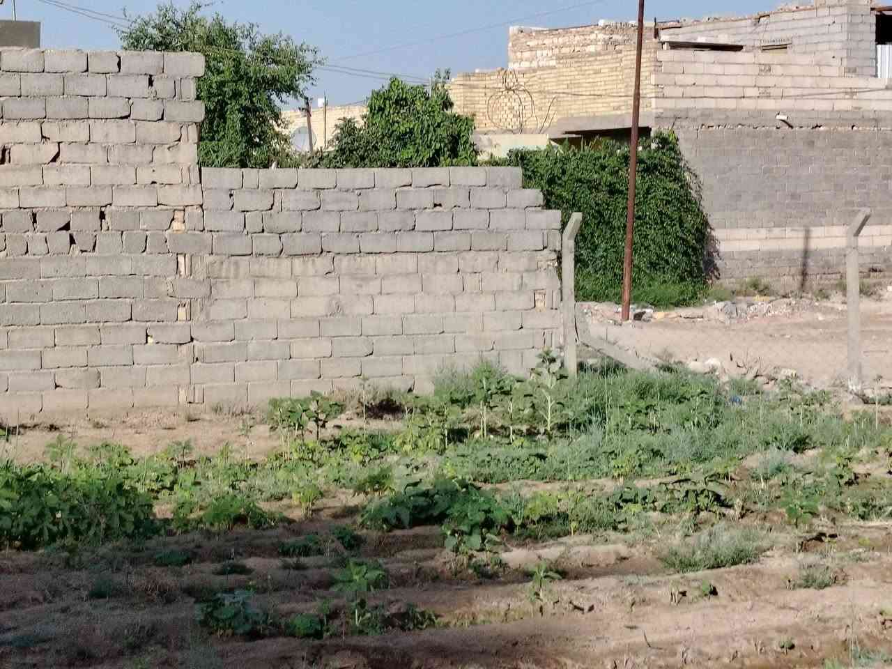 مزرعه للبيع المساحه ١٠٠٠م مع هيكل كربلاء الهنديه قرب الشارع الحولي مقابل حي العسكري الاستفسار *********** *********** بسمي سند ٢٥
