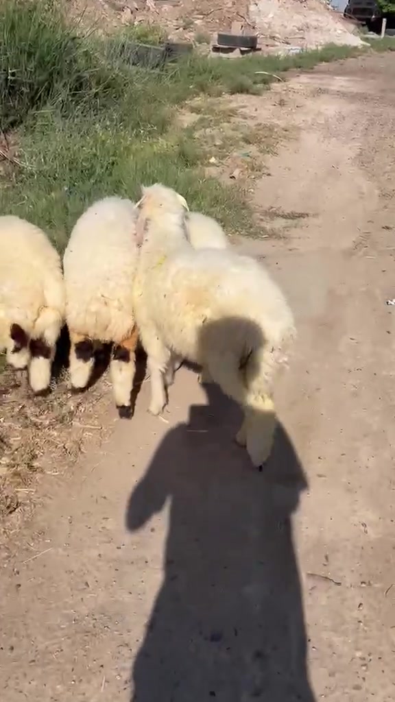 شباب 4.خرفان  رايدين زوجهه ب540 وبيهه مجال شي بسيط للي رايد شلع المكان التاجي المشاهده مدخل الطارميه للاستفسار ***********
***********
***********
