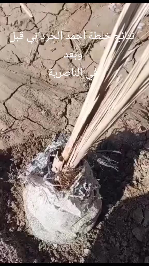 #قبل_وبعد اضافة خلطة احمد الحرداني لزيادة نمو الفسائل 
 #للحجز_مراسلتنا


**إذا كنت صاحب هذا الإعلان وتريد حذفه لأي سبب، رجاءا أرسل رسالة إلى الدعم الفني**