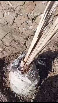 خلطة احمد الحرداني • نمو الفسائل • الناصرية