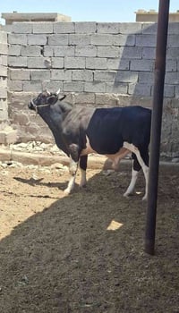 عجل • مستعجل