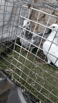 متاح تك فحل وطيرتين المكان بغداد الشعب السعر ٢٠الف ٠٧٧٠٨٤٩٩٢٨٨