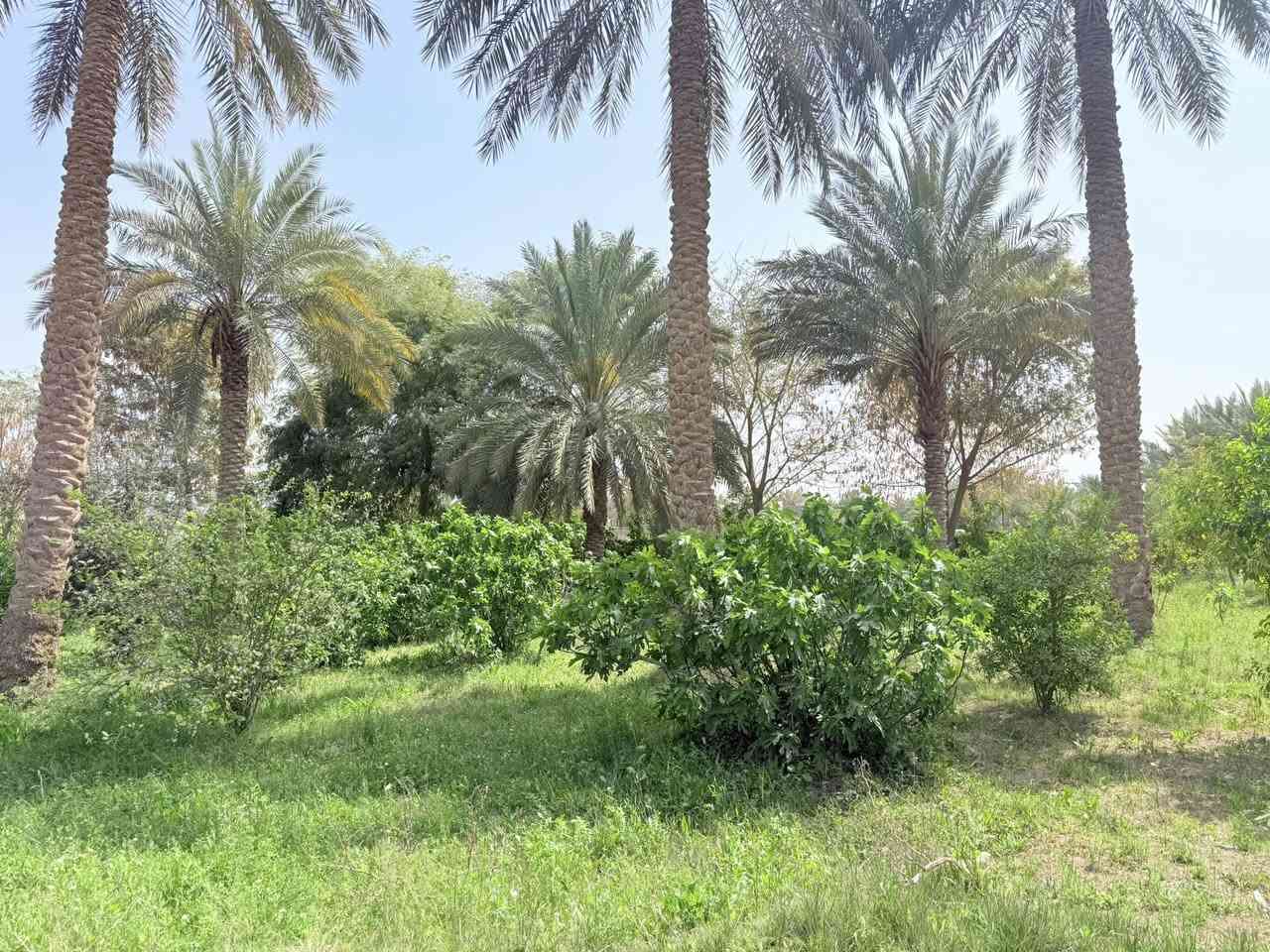 #للبيع 

مزرعة مساحة 4000 متر ، زراعي 
تحتوي على بيت طابقين هيكل 

موقعها : طريق ديوانية - سنية على جهة الزوار 
١٤٠ متر عن الشارع العام ، التبليط واصل لبابها مسيجه بطابوك و دنك صب 

الاتصال على الرقم ***********
