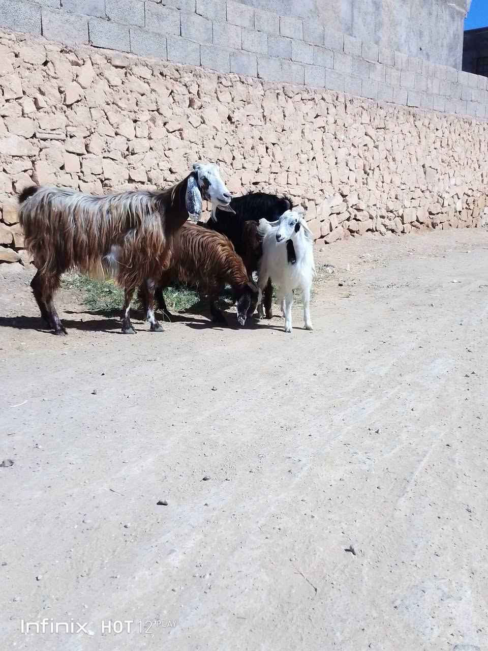 عنزين رغايث وراهن امهات توام وراهن جدايه ثنين وصخلتين ثنين منهن ينذبحن المعزات وحده ثنيه والثانية حيل فتيه السعر 900 السكن القائم الكرابله لتواصل***********
